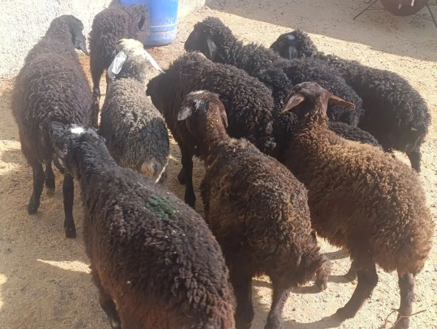 10بره شیرمست 25کیلویی|حیوانات مزرعه|کرج, شهرک البرز ۳|دیوار