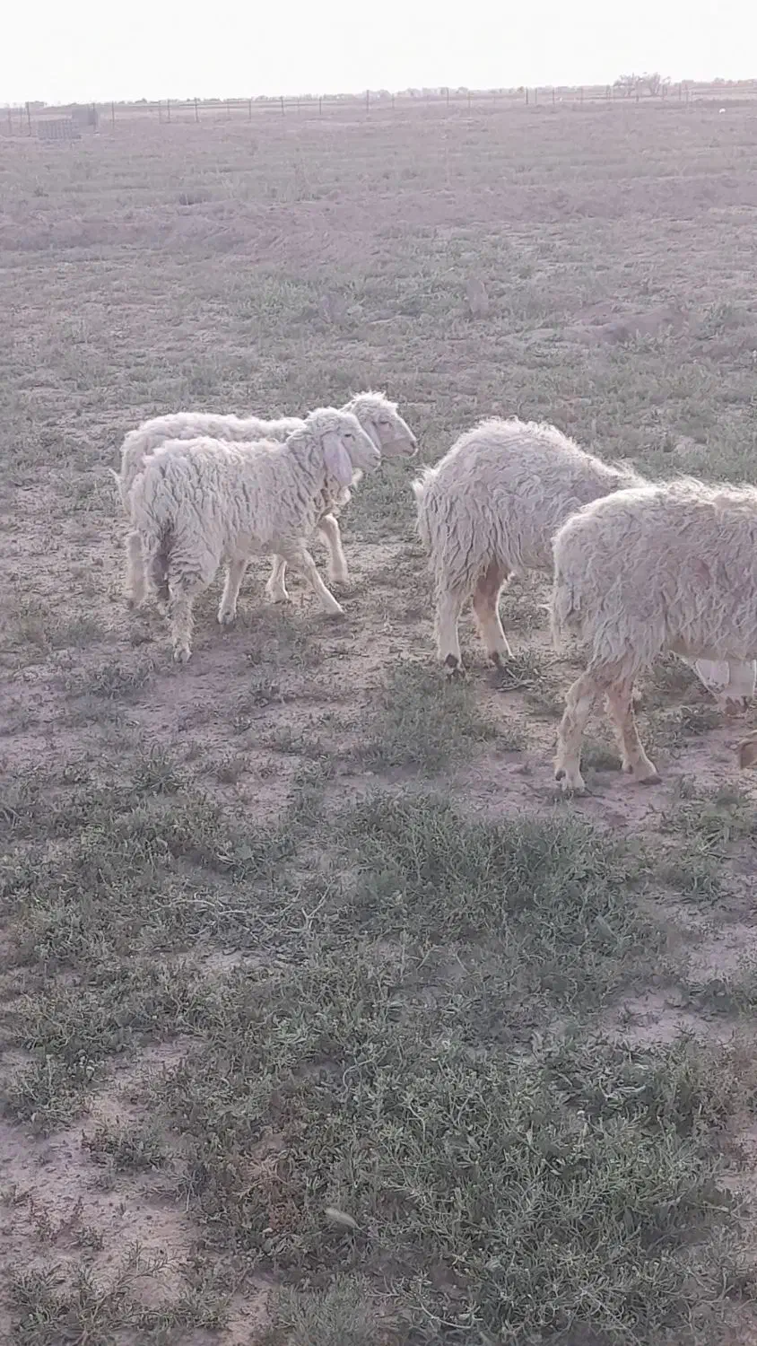 میش.،.|حیوانات مزرعه|فردوس (خراسان), |دیوار