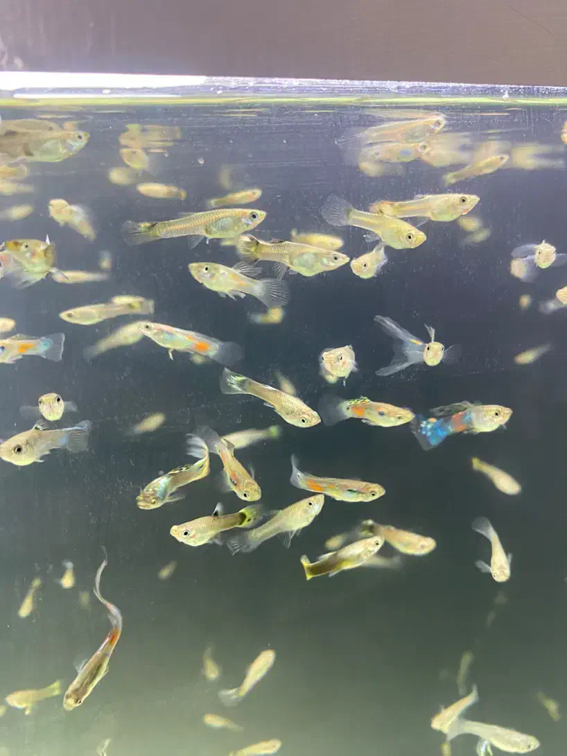 ماهی گوپی|ماهی|هشتگرد, شهرک ایران خودرو|دیوار