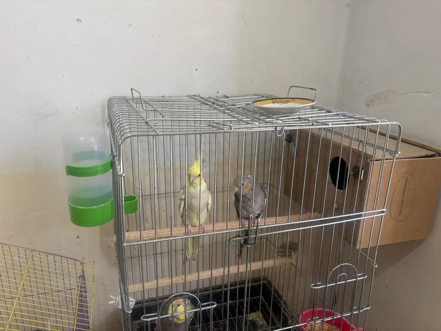 پرنده|پرنده|آبدانان, |دیوار