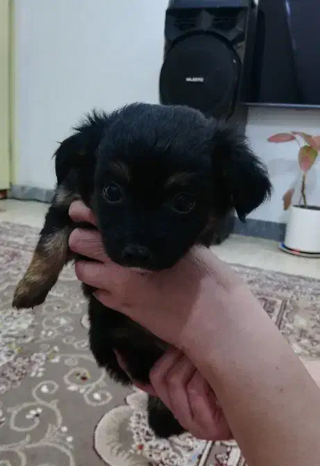 توله پاکوتاه دوماهه|سگ|کیاشهر, |دیوار