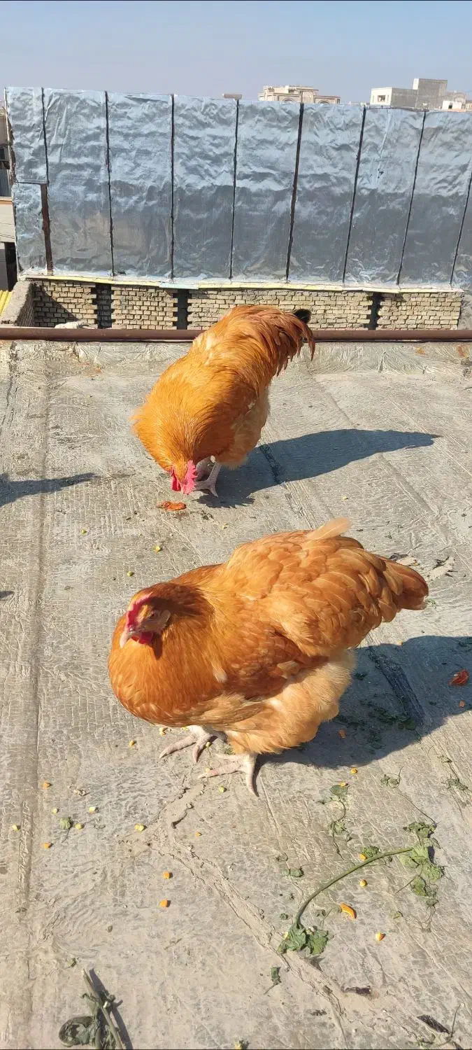 تخم مرغ نطفه دار|حیوانات مزرعه|اهواز, شهرک برق|دیوار