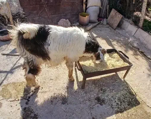 دو عدد بز و بزغاله جوان|حیوانات مزرعه|دالاهو, |دیوار