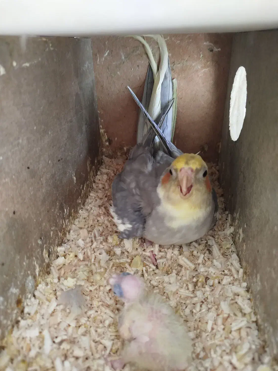 جفت عروس|پرنده|گلبهار, شهر جدید گلبهار|دیوار