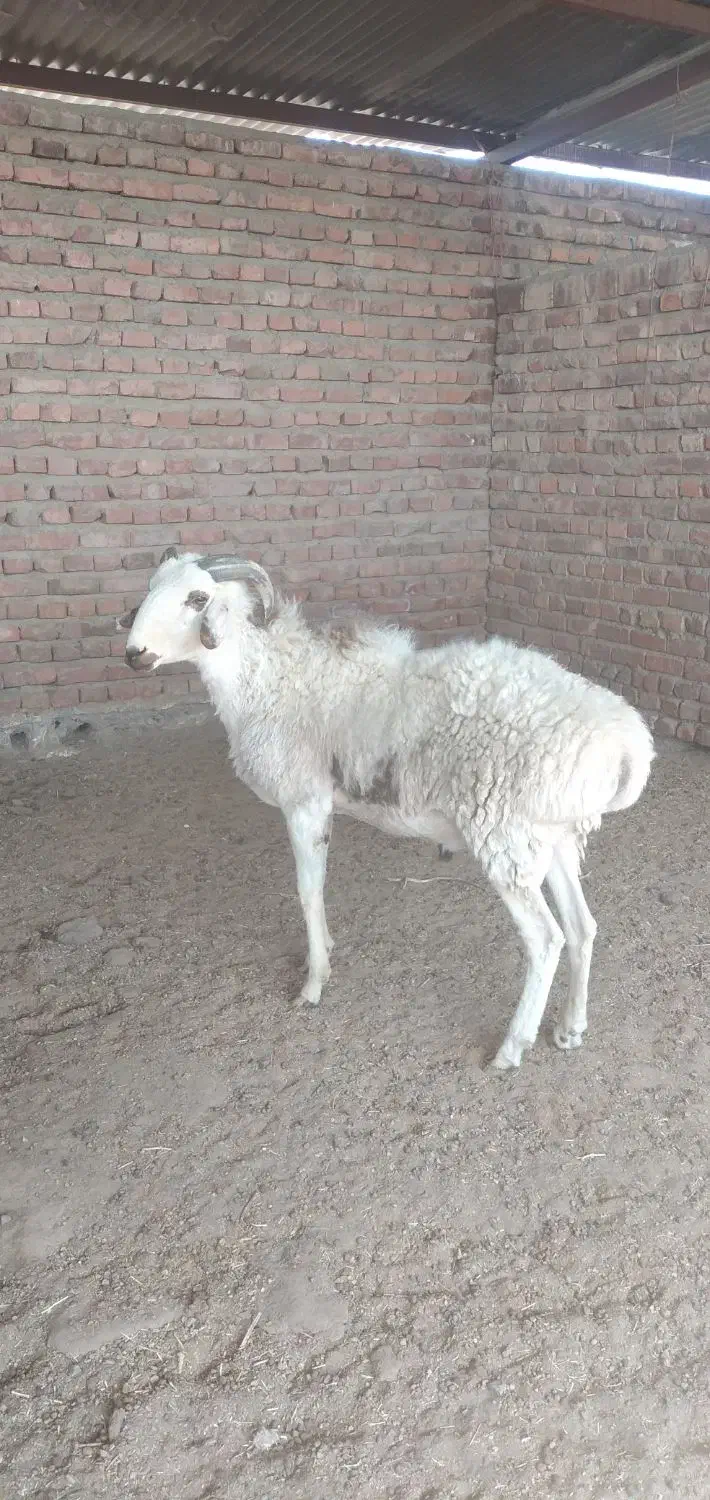 بره قوچ|حیوانات مزرعه|زرند, |دیوار