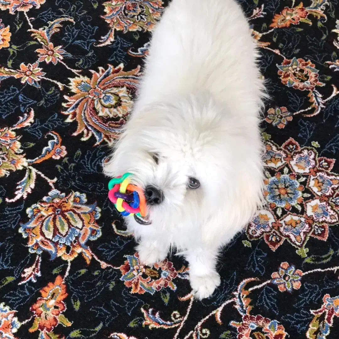 هاپو|سگ|خانمیرزا, |دیوار