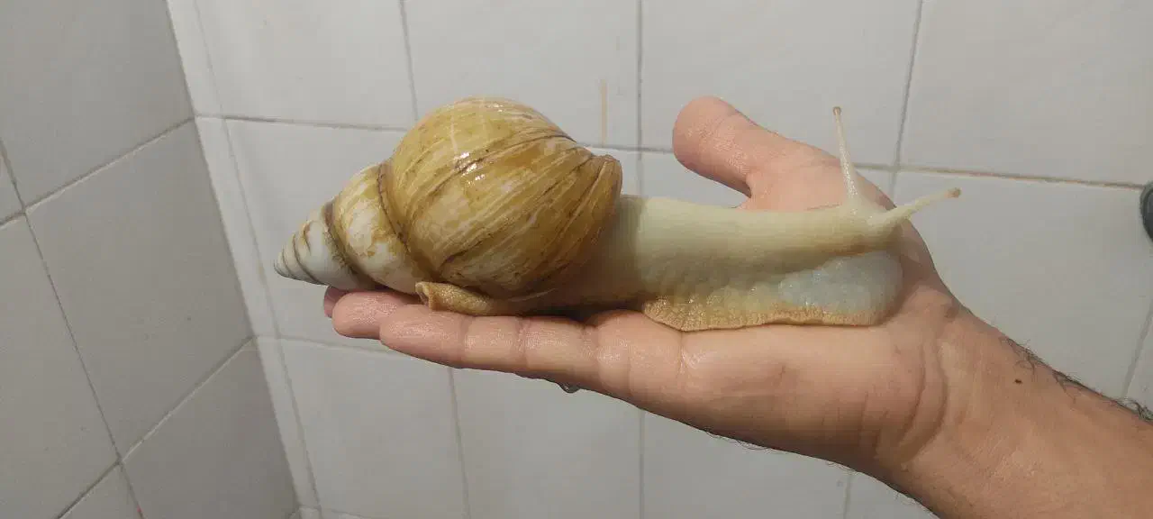 حلزون 100 تومن|خزنده|تهران, خلیج فارس|دیوار