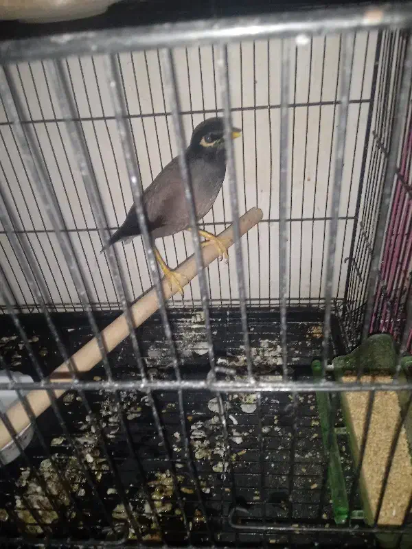 مرغ مینا|پرنده|رامیان, |دیوار