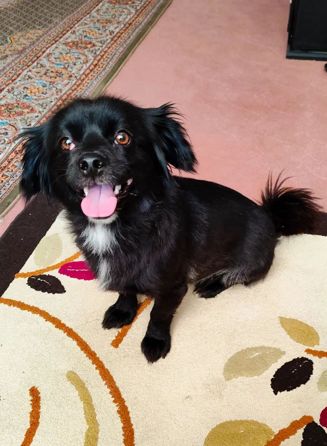 واگذاری سگ|سگ|ماکو, |دیوار