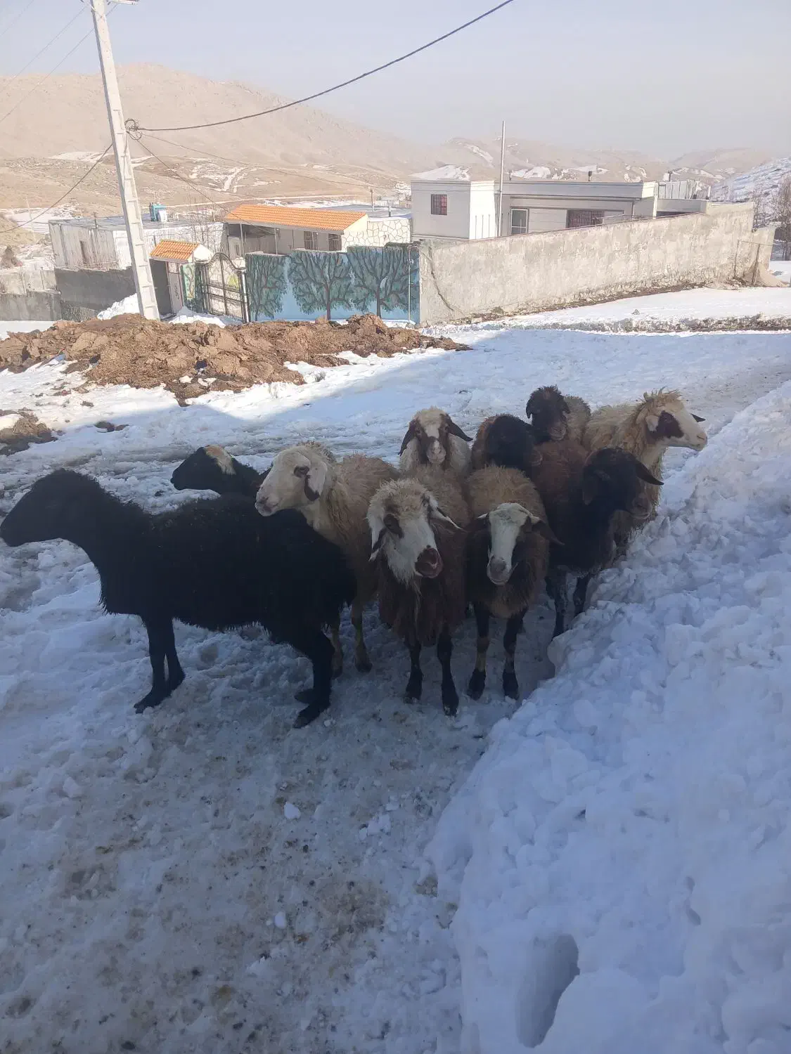 میش داشتی|حیوانات مزرعه|زاغه, |دیوار