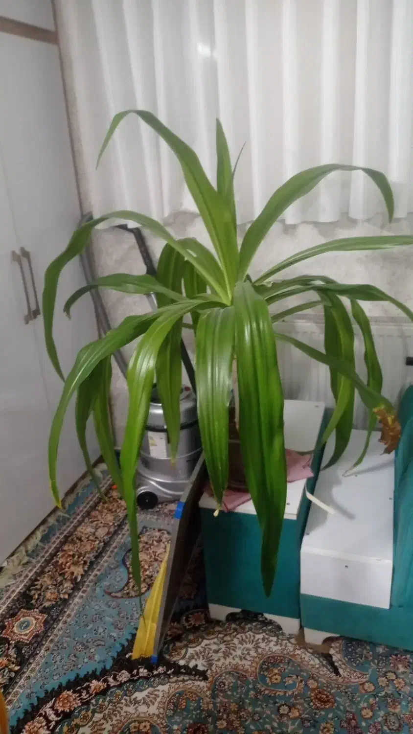 گل اشک ملکه فقط۳۰۰|گل و گیاه طبیعی|فولادشهر, C3|دیوار