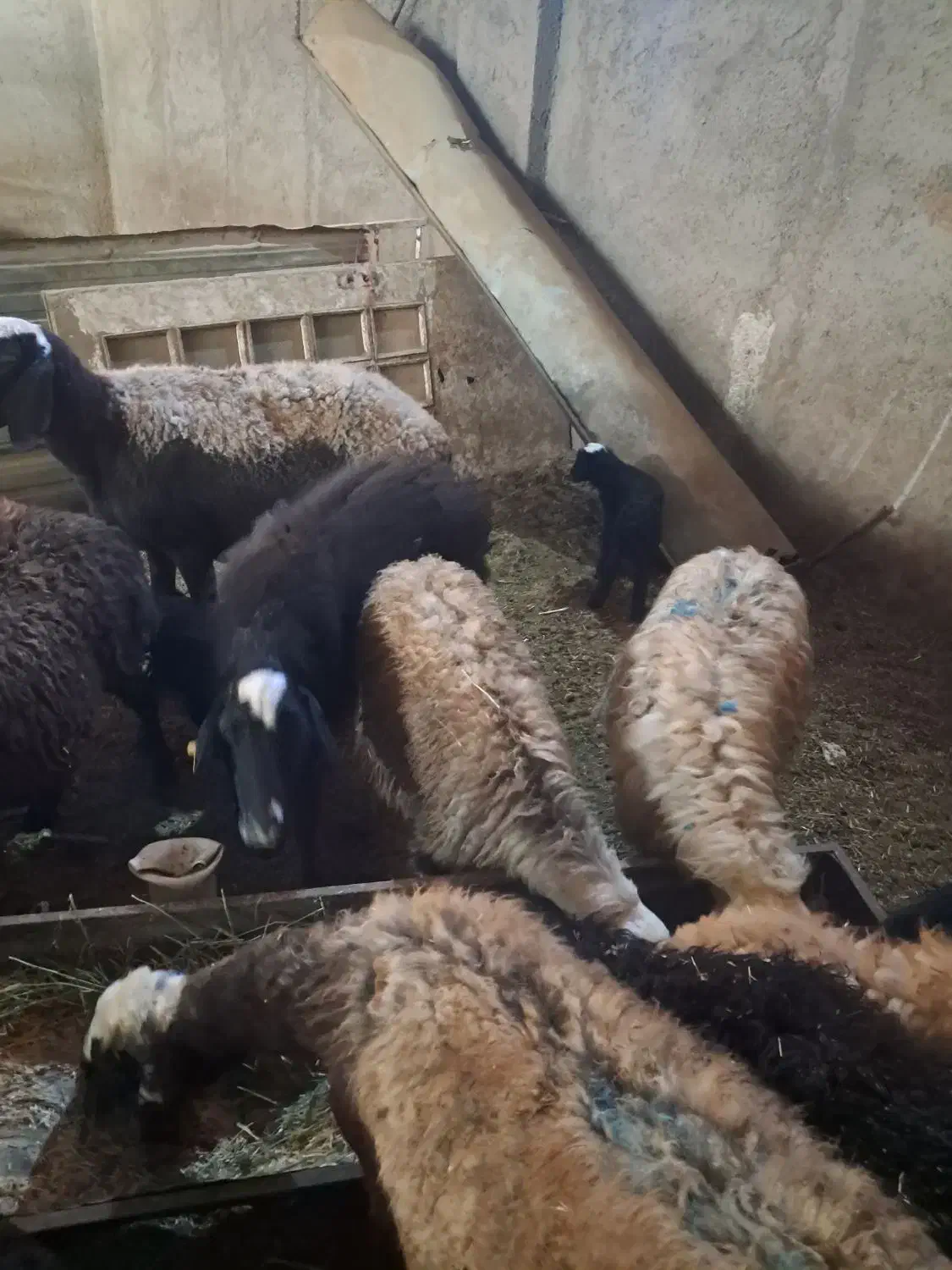 میش بره دار|حیوانات مزرعه|قزوین, |دیوار