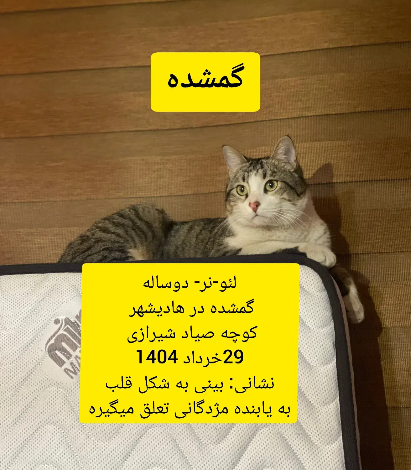 گمشده|حیوانات|جلفا, |دیوار