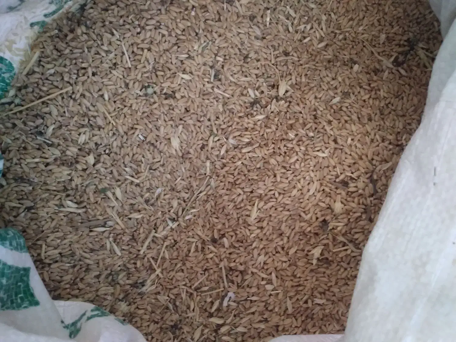 جو گندم. خوراک یونجه|خدمات باغبانی و درختکاری|رضویه, |دیوار