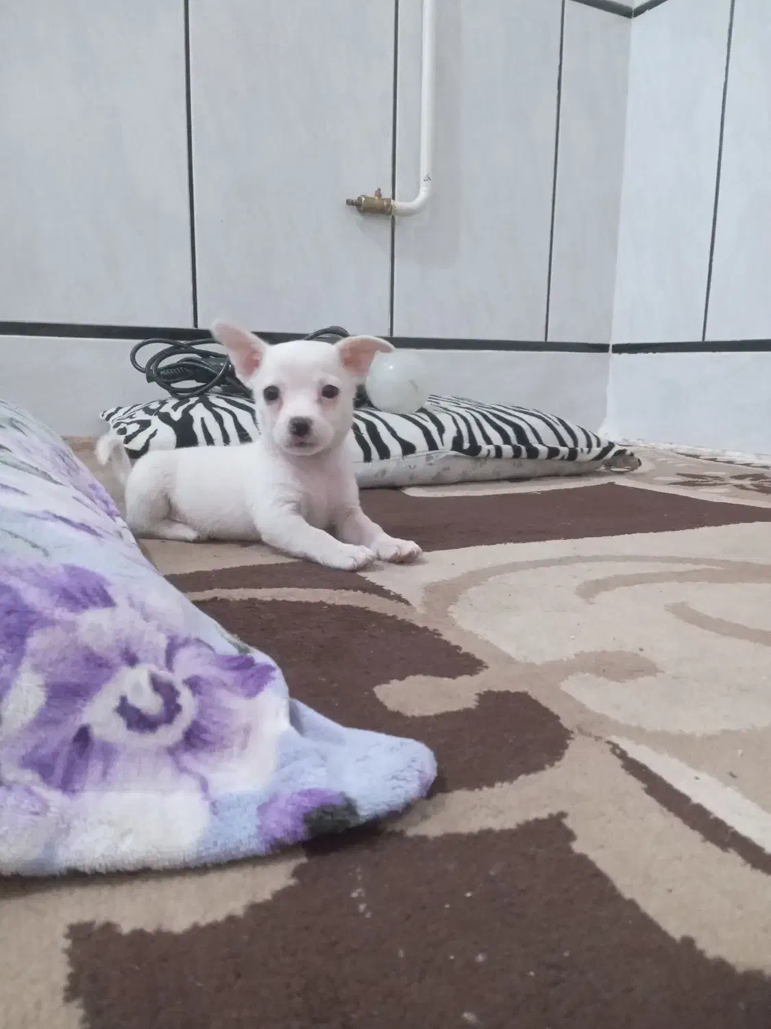 شیواوانر|سگ|اندیمشک, |دیوار