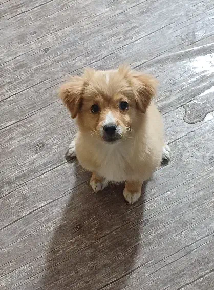 توله پاکوتاه کاملا خانگی و بدون سرصدا|سگ|کرمانشاه, |دیوار