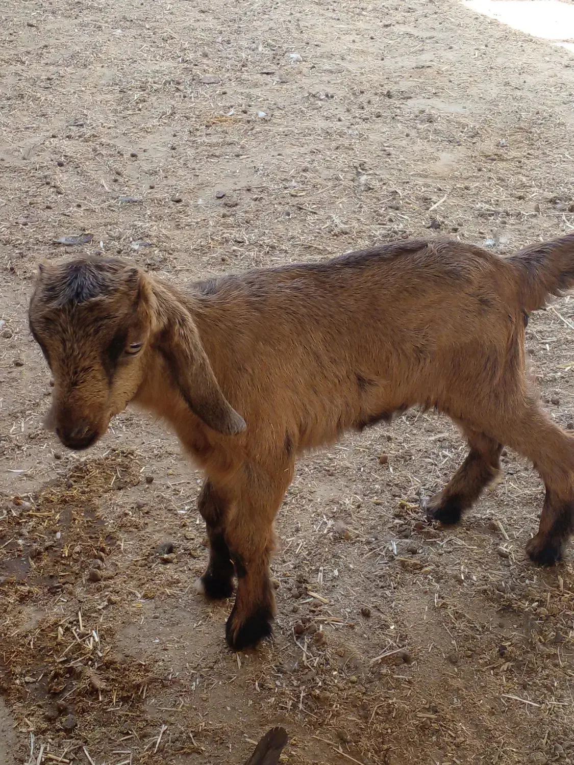 کهره ۲۰ روزه|حیوانات مزرعه|کازرون, |دیوار