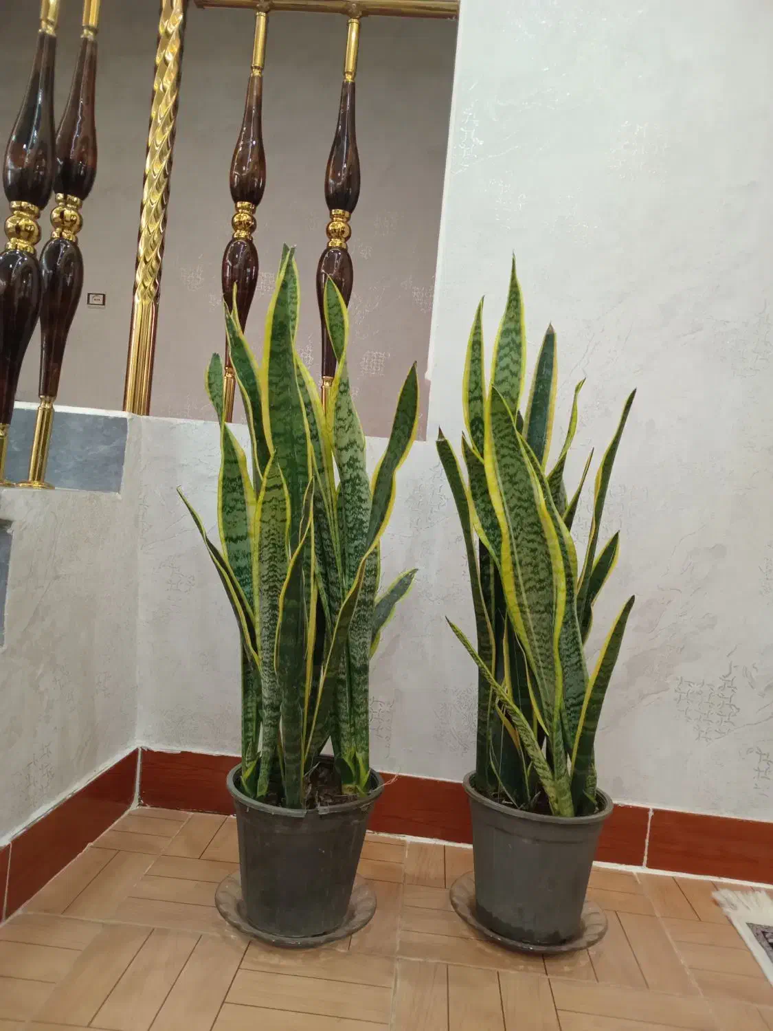 گل سانسوریاابلق|گل و گیاه طبیعی|ارومیه, |دیوار