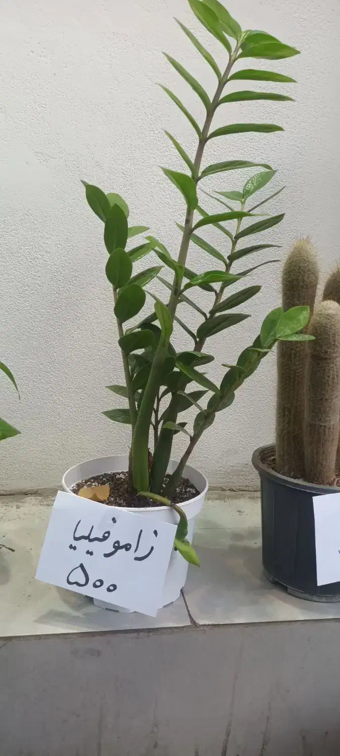 انواع گل آپارتمانی|گل و گیاه طبیعی|قزوین, |دیوار