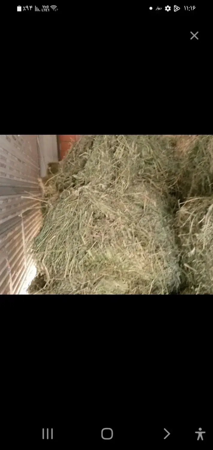 یونجه|لوازم جانبی حیوانات|شیروان (خراسان), |دیوار