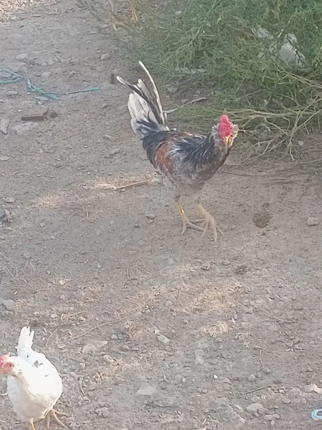 خروس گلین طوسی|حیوانات مزرعه|نسیم‌شهر, |دیوار