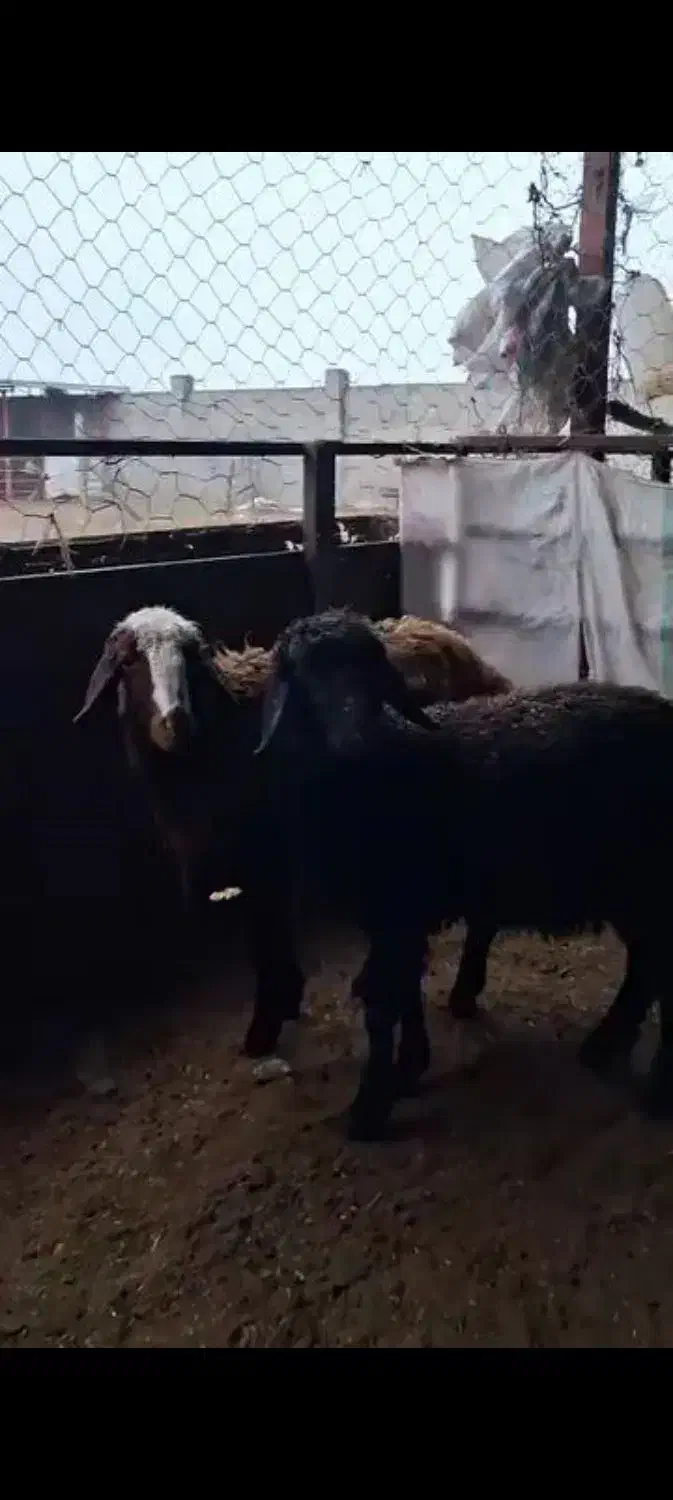 ۲عدد بره ماده|حیوانات مزرعه|سیمین شهر, |دیوار