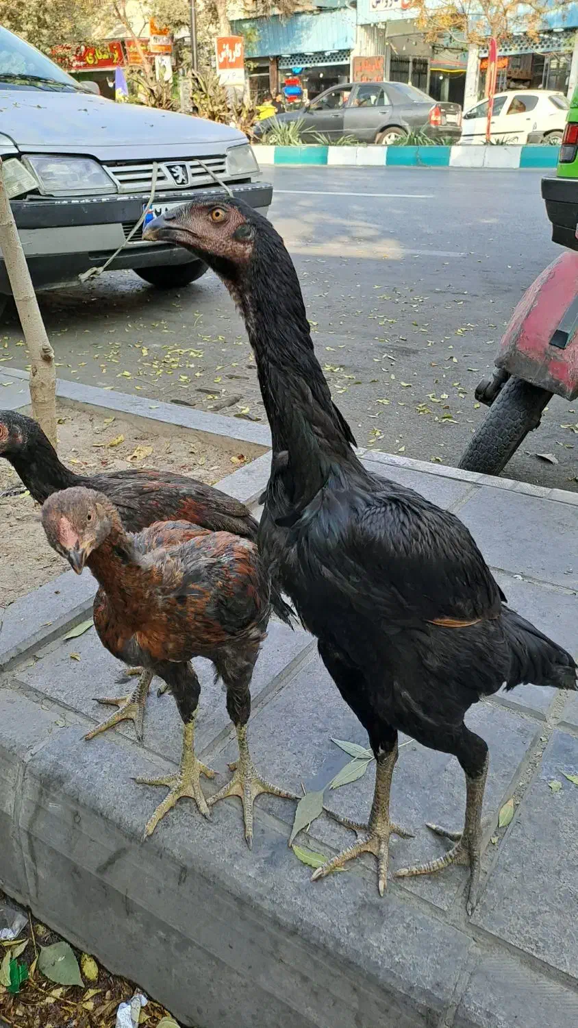 خروس و مرغ لاری|پرنده|تهران, انبار نفت|دیوار