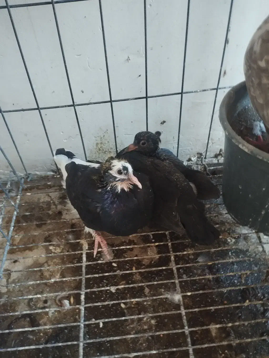 کبوتر|پرنده|اصفهان, شهرک کاوه|دیوار