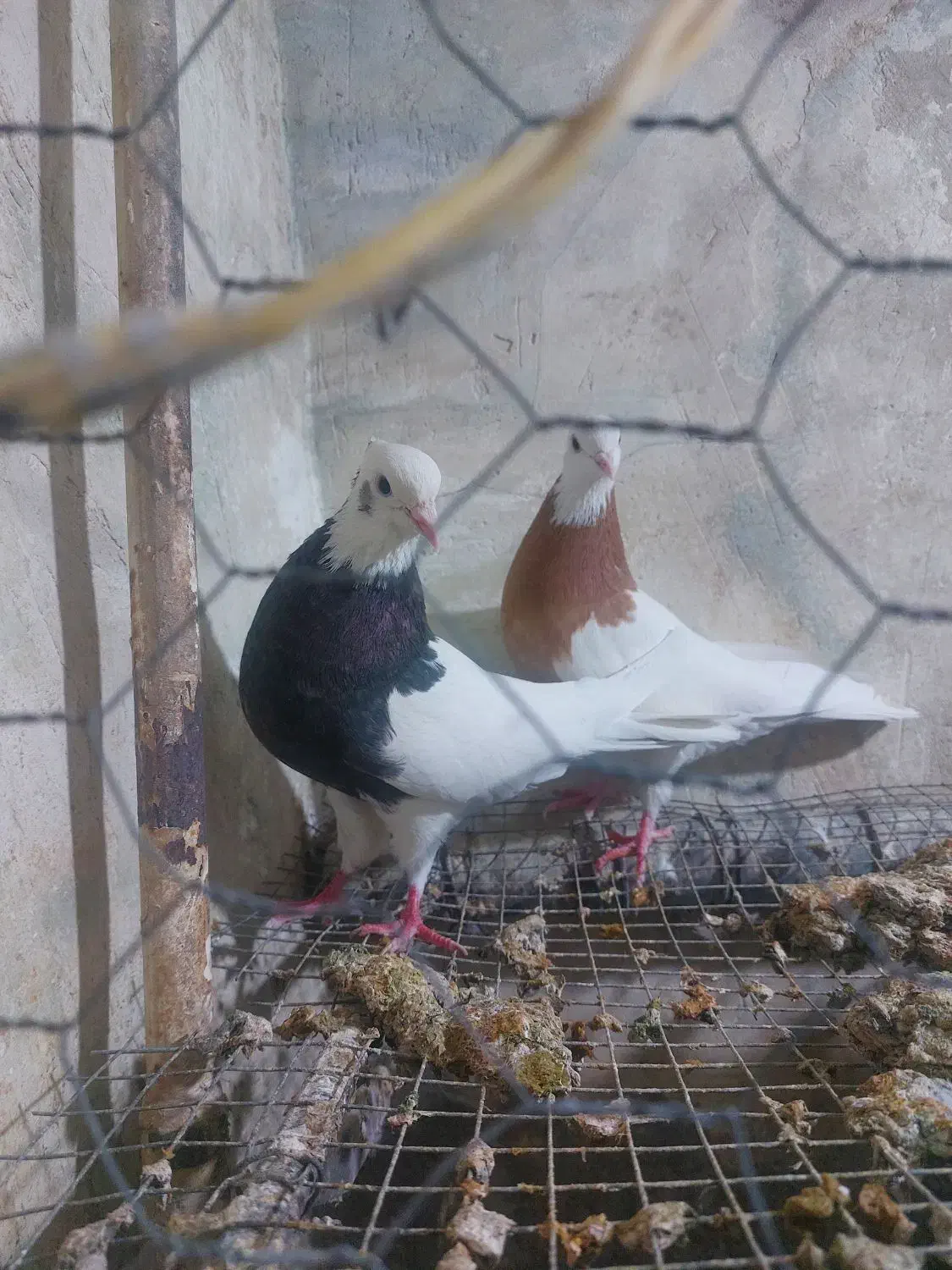 جفت ماده درجه یک سو طوق زرد خال سیاه|پرنده|بهبهان, |دیوار