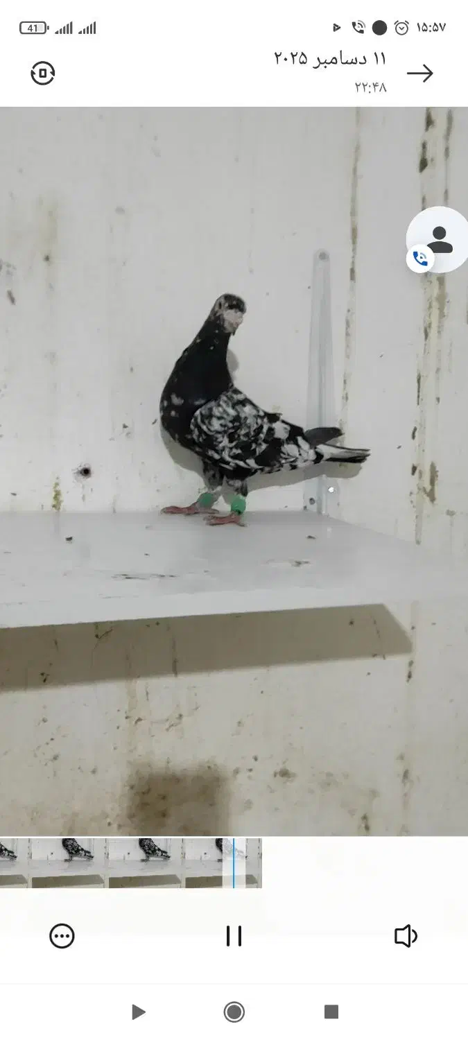 نروماده هفترنگ سرور لک دار|پرنده|فرح دشت, |دیوار