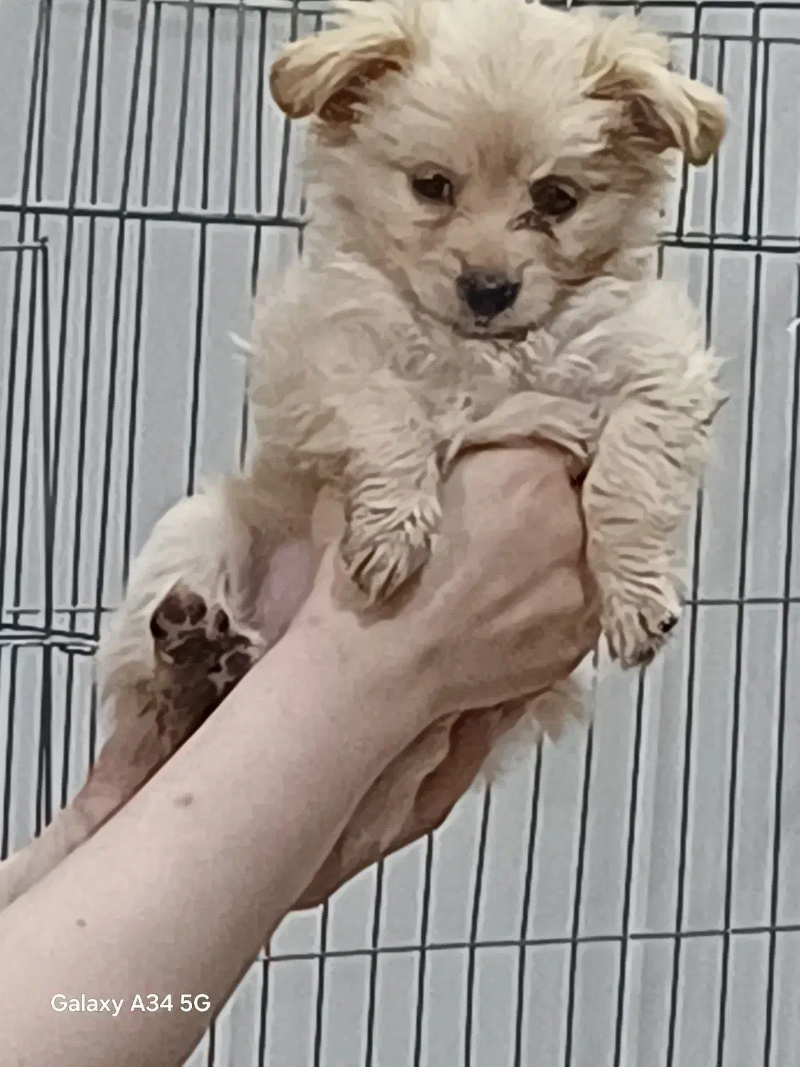 واگذاری|سگ|قم, زنبیل آباد|دیوار