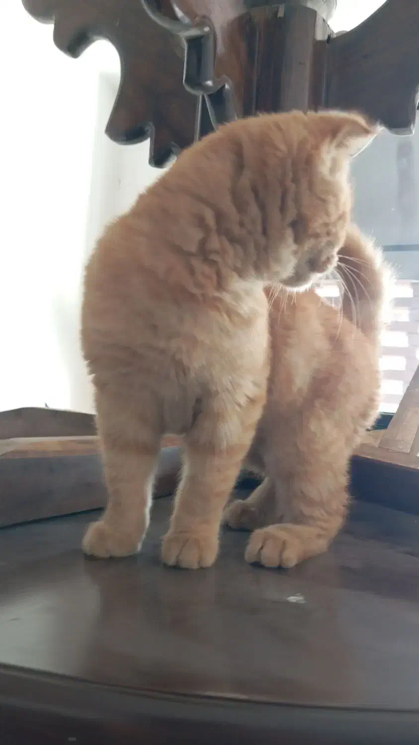 گربه واگذاری|گربه|سمنان, |دیوار