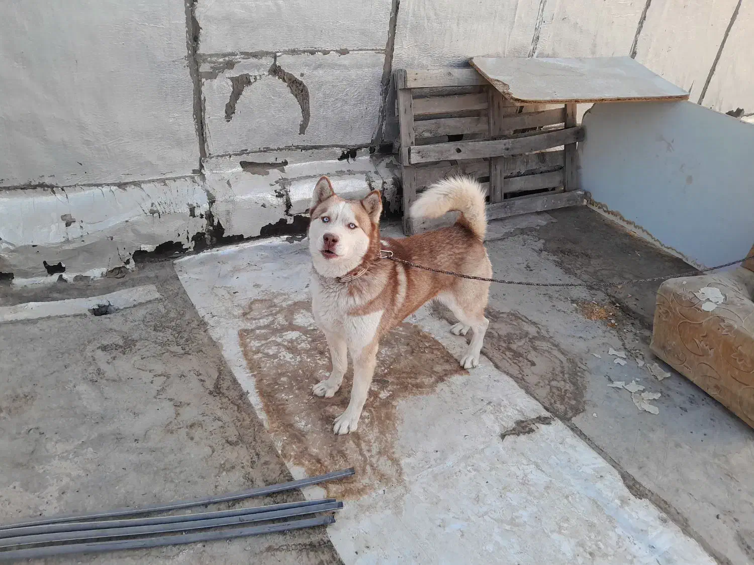 سگ هاسکی نر|سگ|دوگنبدان, |دیوار