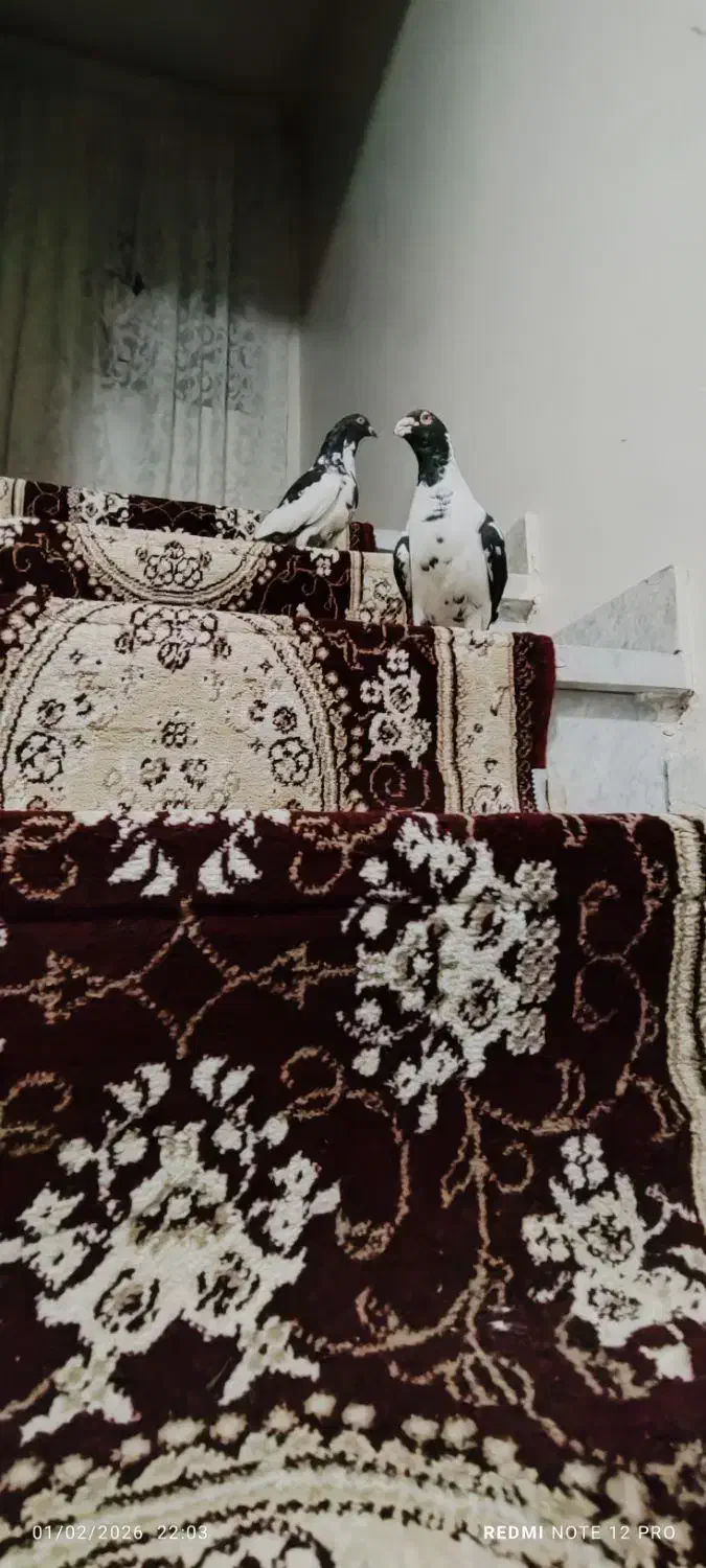 پلنگ افغانی|حیوانات|مشهد, کوی المهدی|دیوار