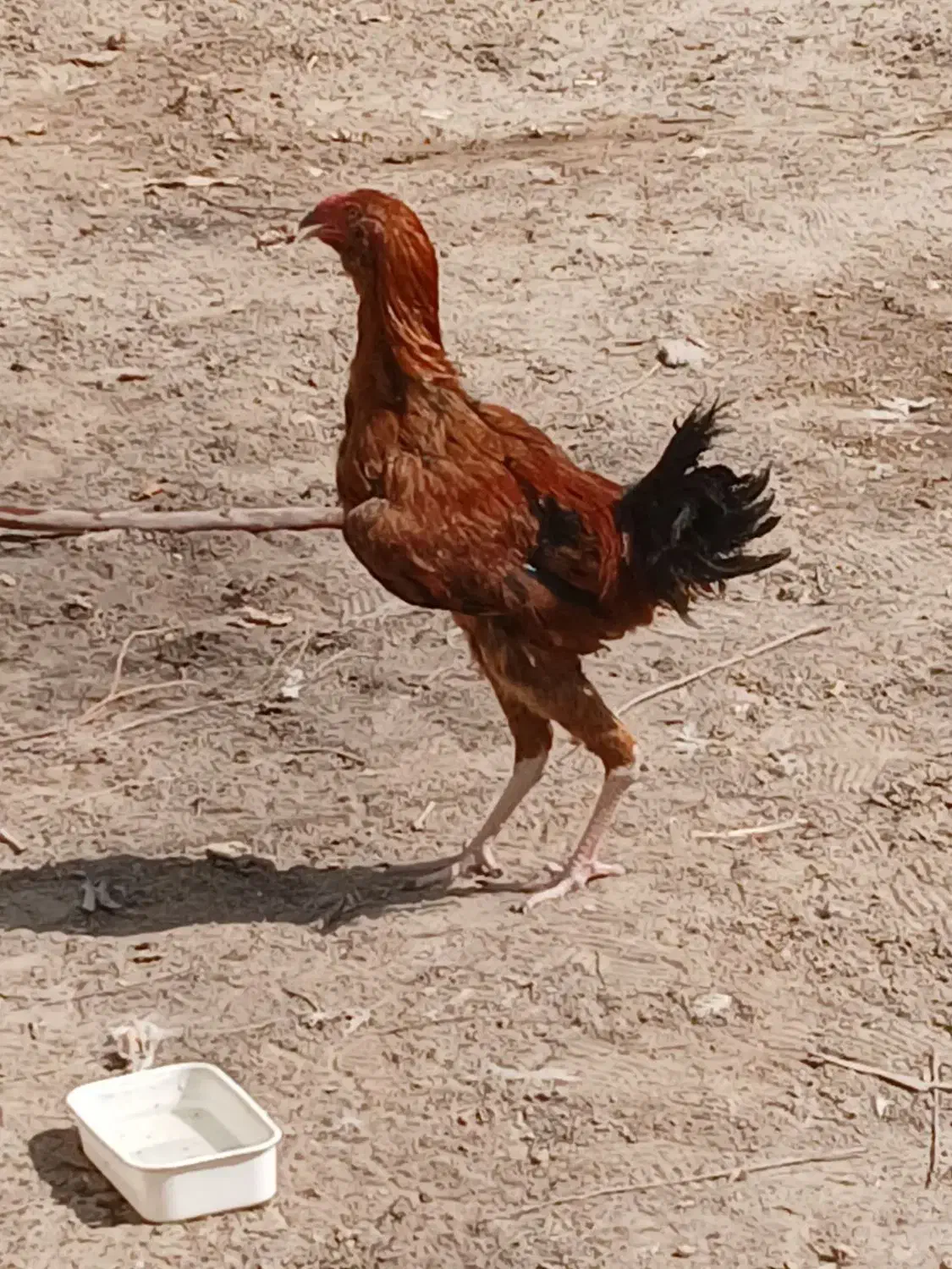 خروس لاری|حیوانات مزرعه|نیمروز, |دیوار