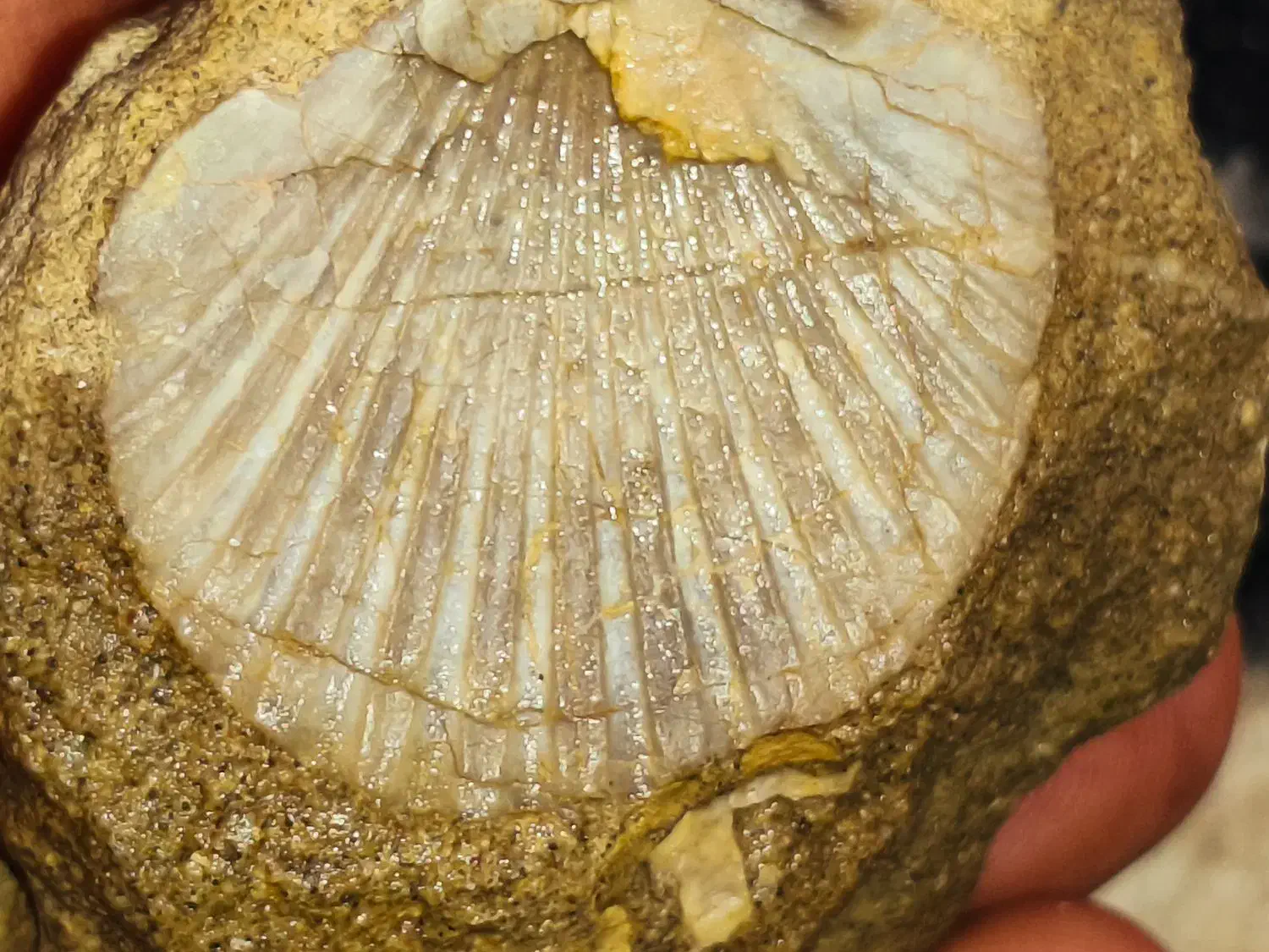 سنگ فسیل|کلکسیون اشیاء عتیقه|حنا, |دیوار