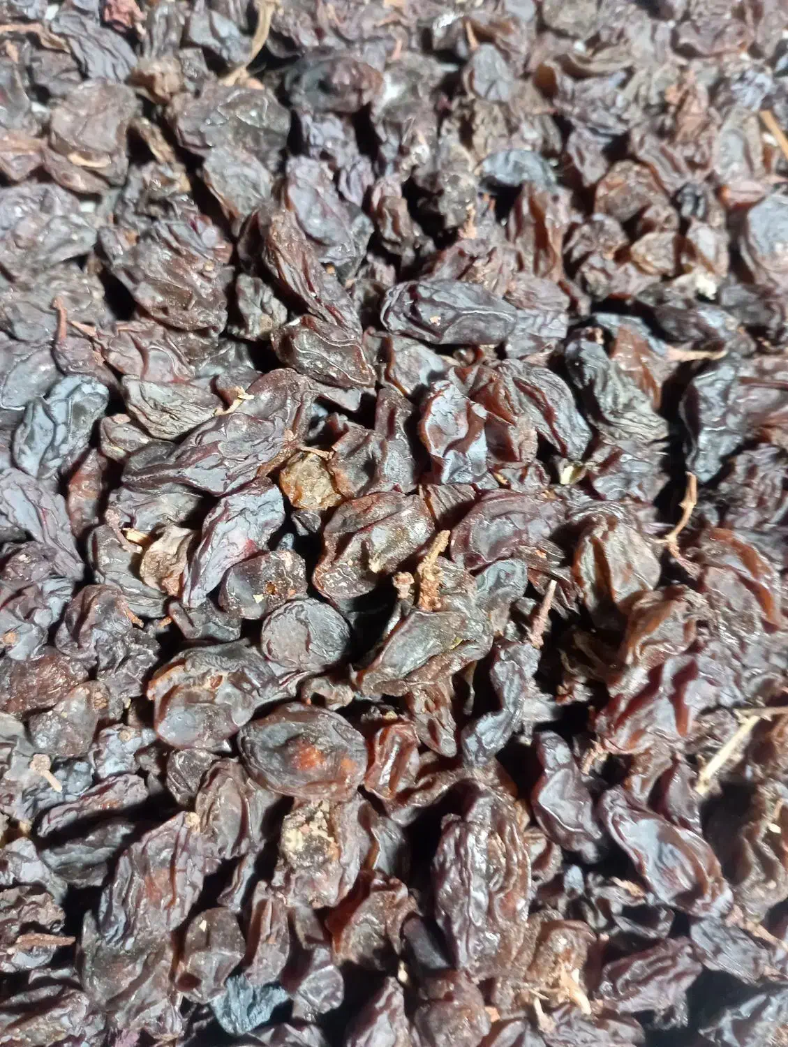 مویز بش درجه یک|خوردنی و آشامیدنی|آباده, |دیوار