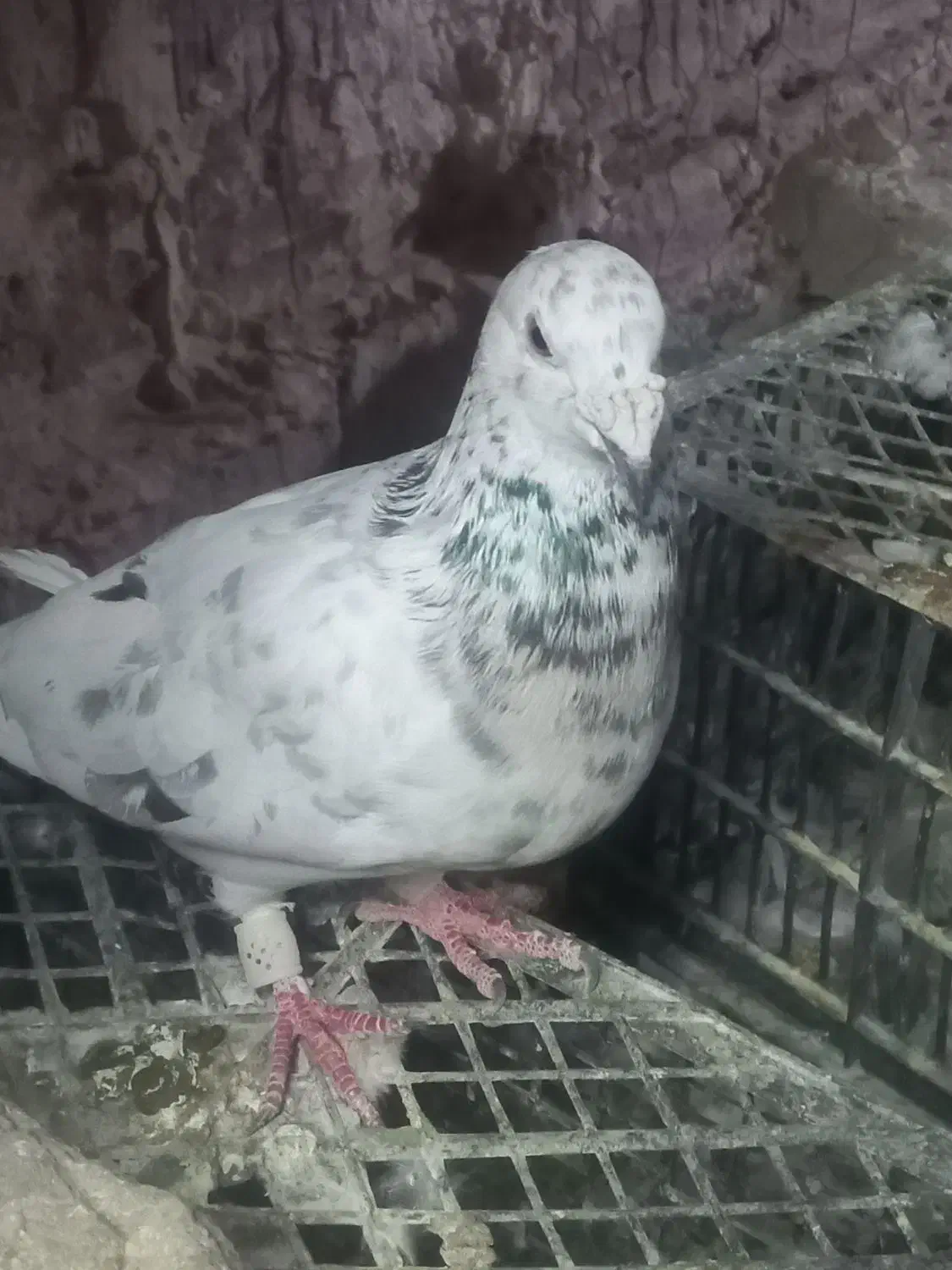 ماده هفترنگ|پرنده|سبزوار, امیر کبیر|دیوار