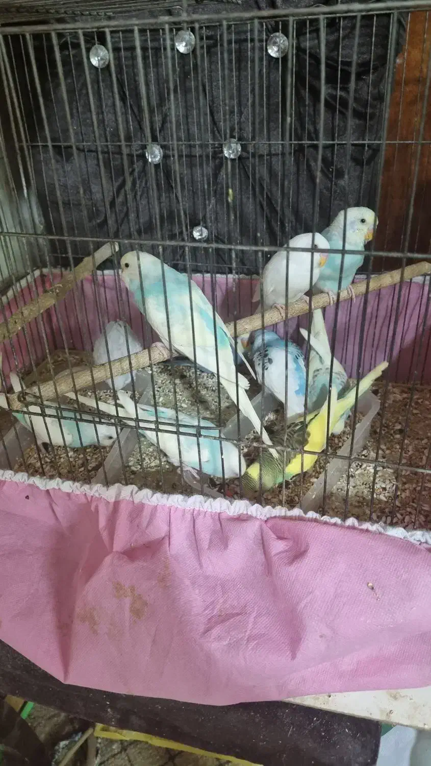 مرغ عشق|پرنده|تاکستان, |دیوار