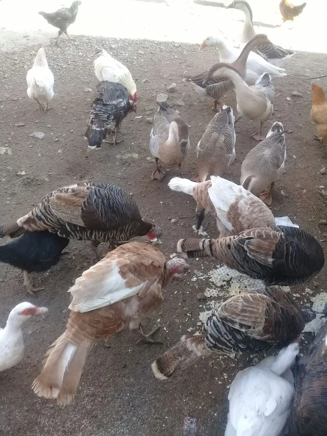 بوقلمون نر وماده بوربون|حیوانات مزرعه|اردبیل, |دیوار