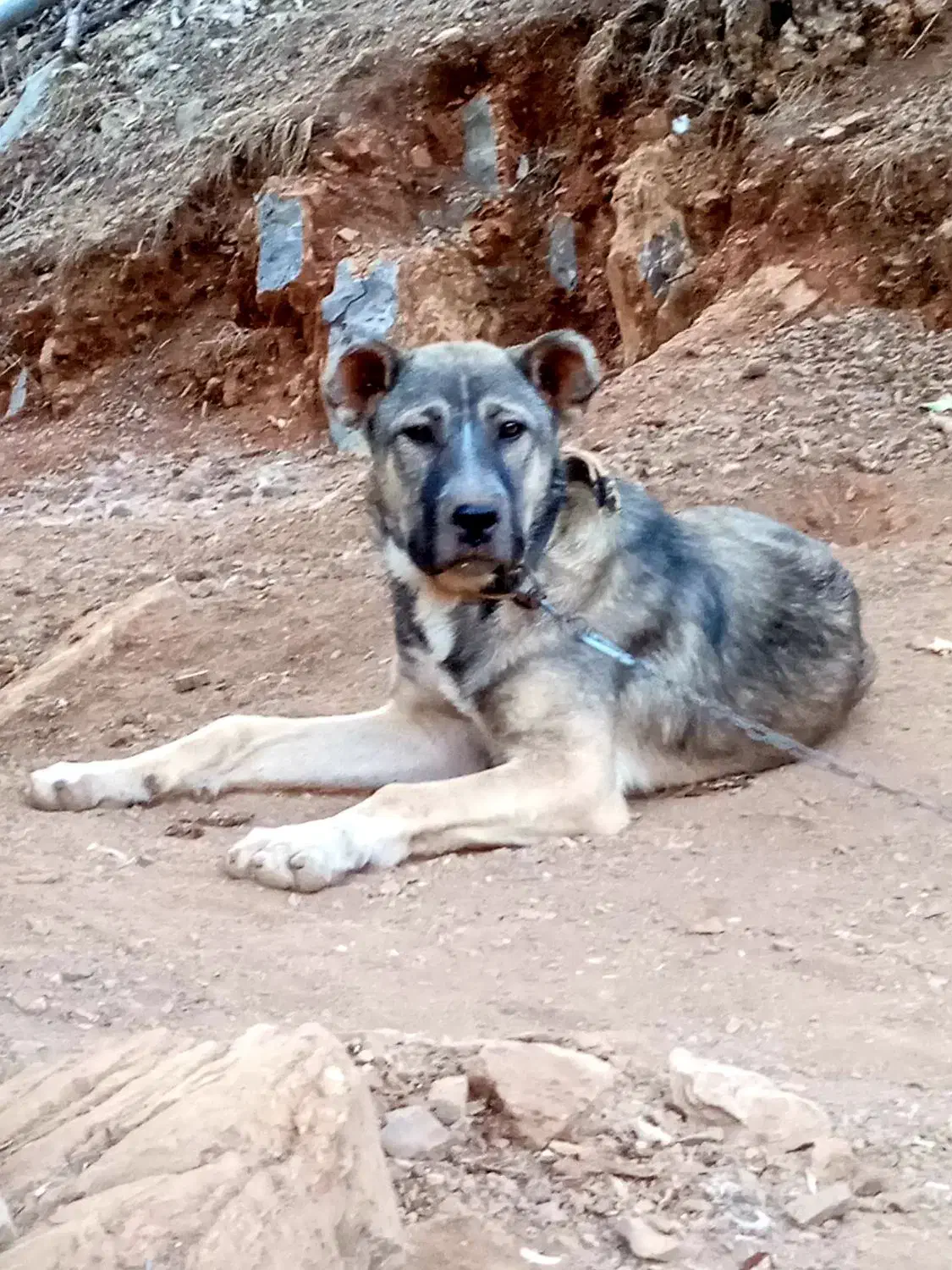 سگ پژدر|سگ|کرمانشاه, |دیوار