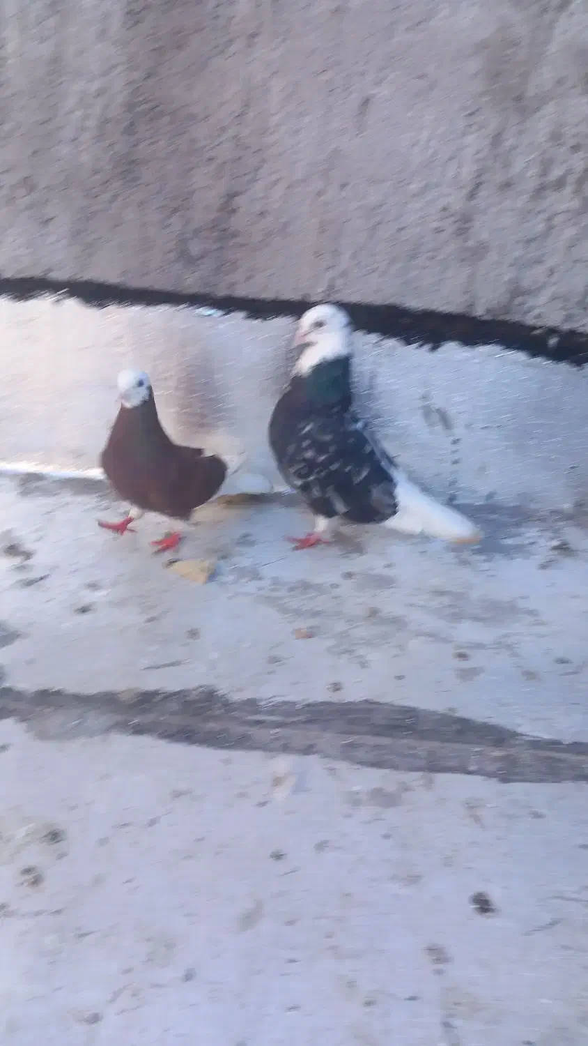 جفت شازده|پرنده|زاهدان, |دیوار