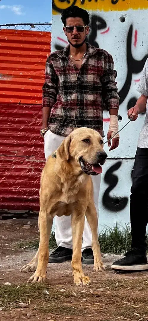 سگ عراقی|سگ|تبریز, |دیوار