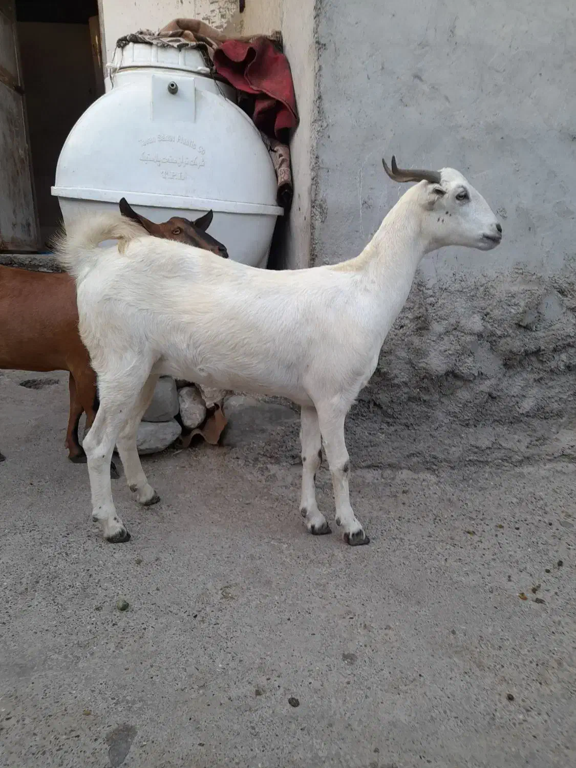 کهره سالم سرحال|حیوانات مزرعه|میناب, |دیوار