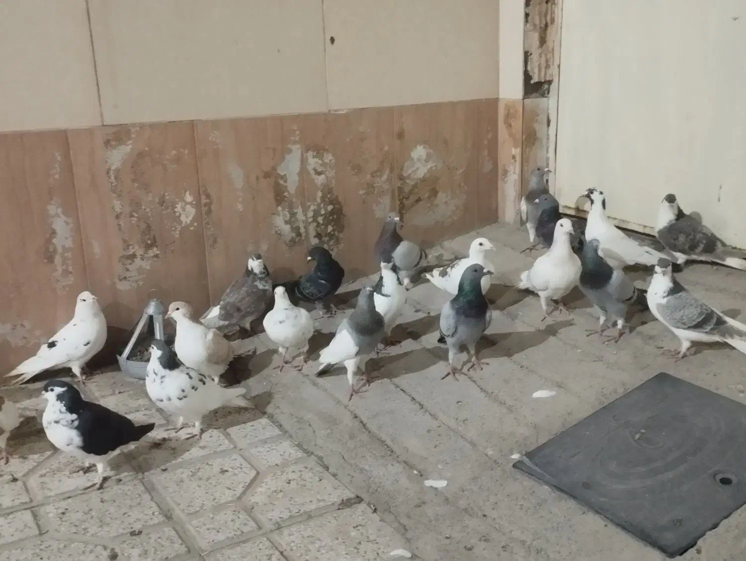 کفتر بوم|پرنده|نیشابور, شهید بهشتی|دیوار