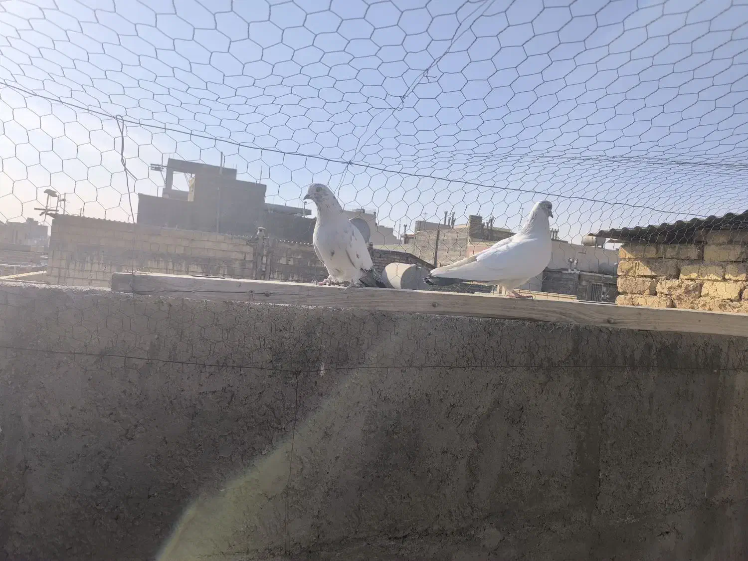 کله دم سبز|پرنده|اصفهان, پوریای ولی|دیوار