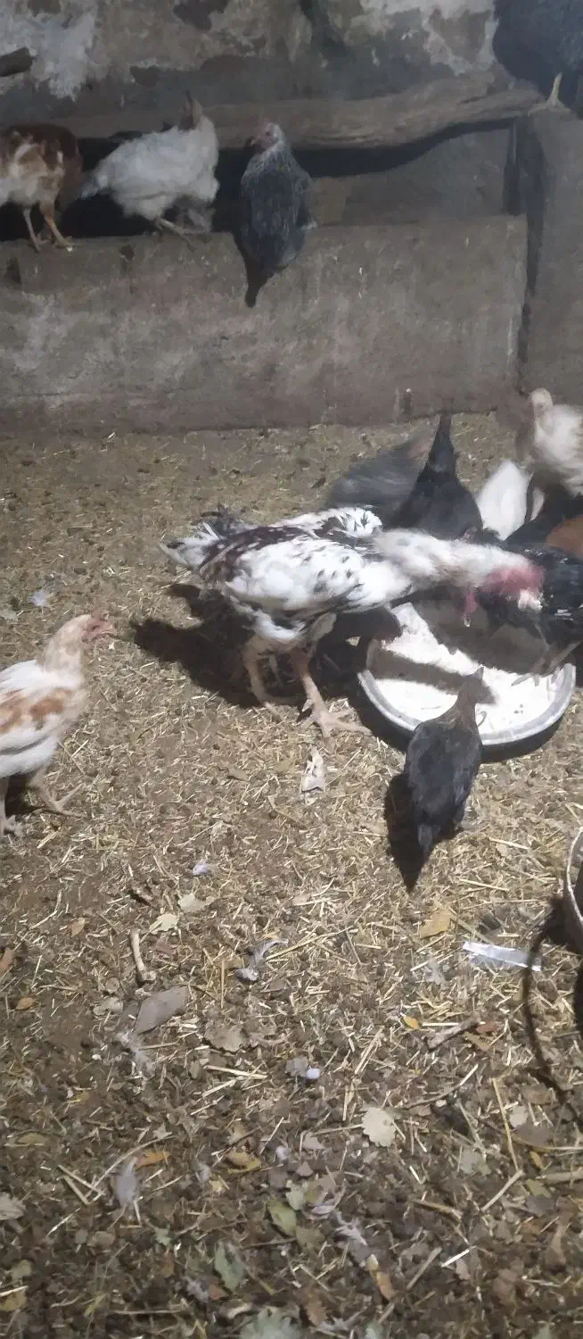 خروس لاری|حیوانات مزرعه|مریوان, |دیوار