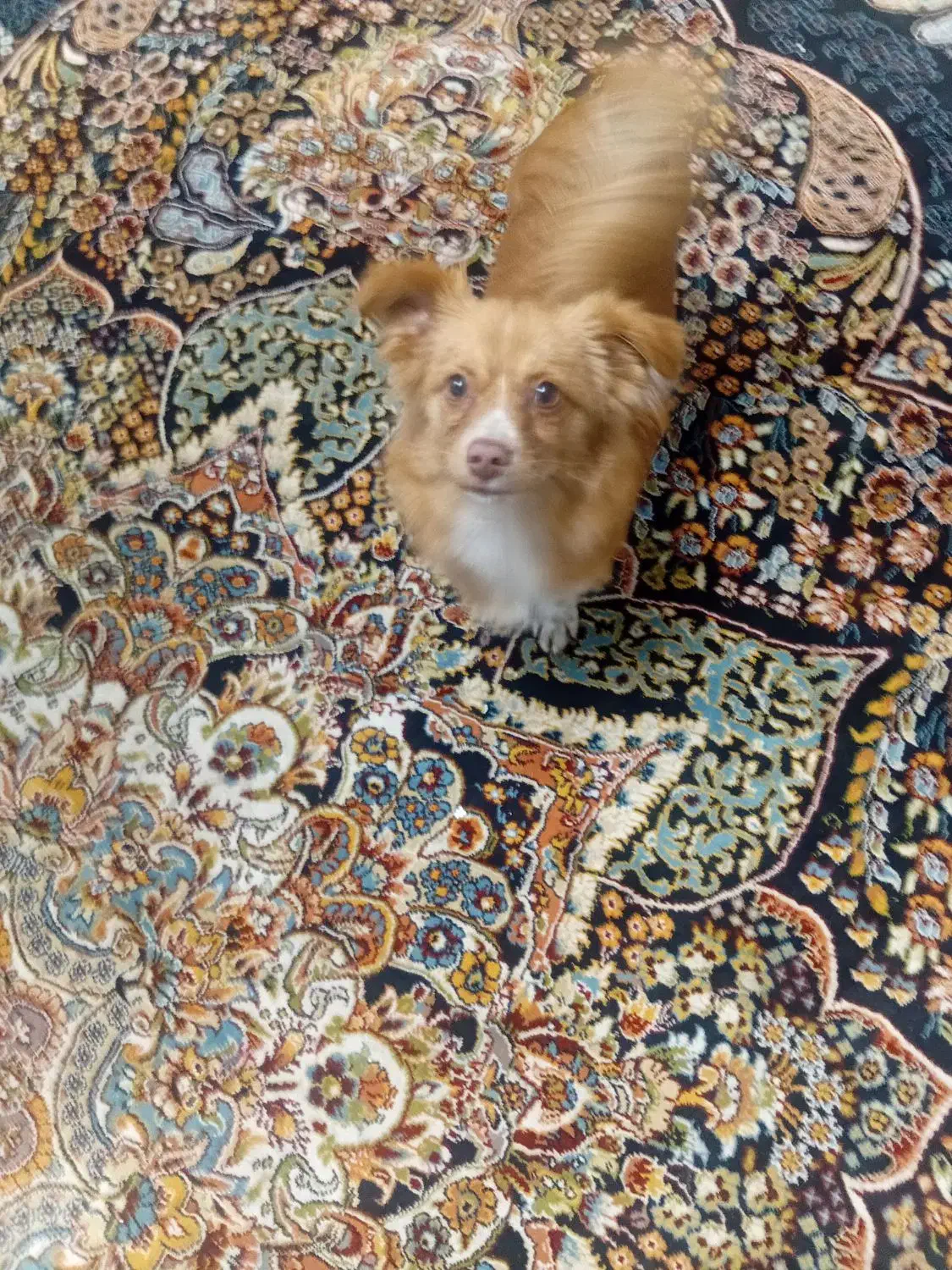 حیوان خانگی|سگ|کرج, خرمدشت|دیوار