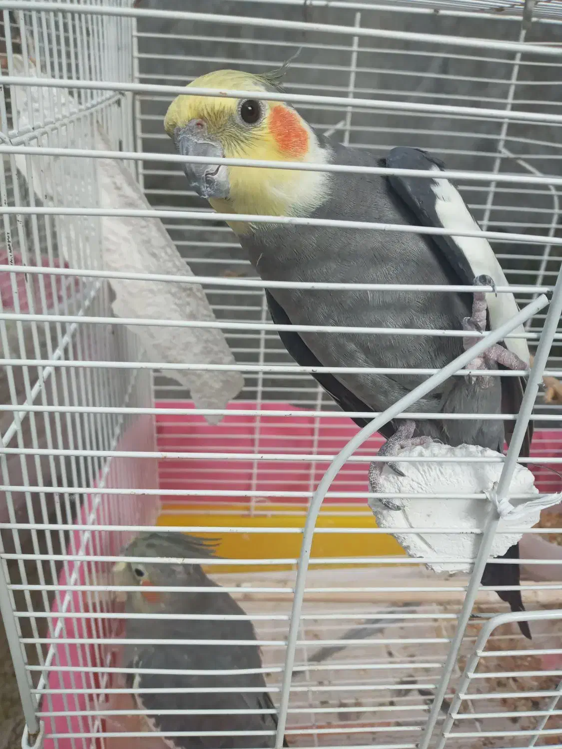 طوطی عروس هلندی|پرنده|رشت, فلسطین|دیوار