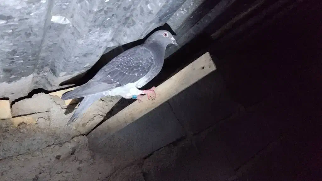 کبوتر‌پلاکی|پرنده|چمران, |دیوار